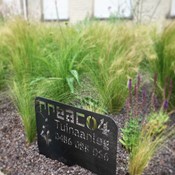 Showtuin Aartselaar Cortenstaal Stipa Salvia Showtuin rreac04 Publiek Aartselaar Cortenstaal Stipa Salvia